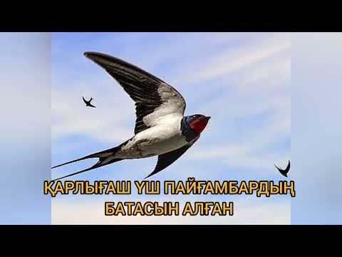 Видео: ҚАРЛЫҒАШ ҮШ ПАЙҒАМБАРДЫҢ БАТАСЫН АЛҒАН | АҢЫЗ ӘҢГІМЕ