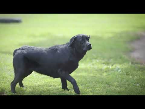 Видео: Кучета помагат на хора с диабет и с двигателни увреждания