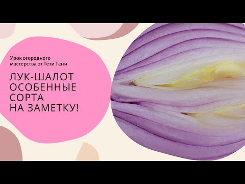 Видео: Лук Шалот. Особенные сорта.