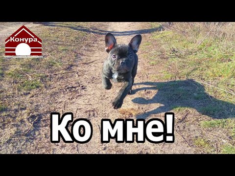 Видео: 264. Подробно о команде Ко мне. Подзыв для продвинутых!