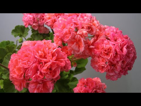 Видео: Срочно в АВГУСТЕ Сделайте ЭТО с Геранью! ЖАЛЕЮ, ЧТО РАНЬШЕ так не делала!