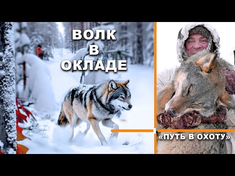 Видео: Охота на волка в Карелии