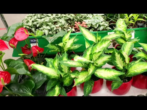 Видео: КОМНАТНЫЕ ЦВЕТОЧКИ В БАУЦЕНТРЕ🌹🪴🌿СВЕЖИЙ ЗАВОЗ🌱☘