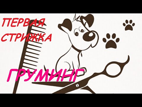 Видео: Первая Стрижка Малышей. Щенки Китайской Хохлатой  - 1 Месяц