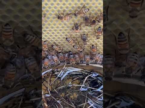 Видео: Подкормка пчёл