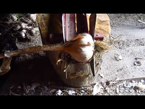 Видео: Приспособление для обрезки чеснока