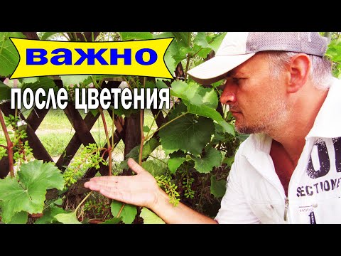 Видео: 🔴🔴Виноград в июле.  Важные работы после цветения винограда.