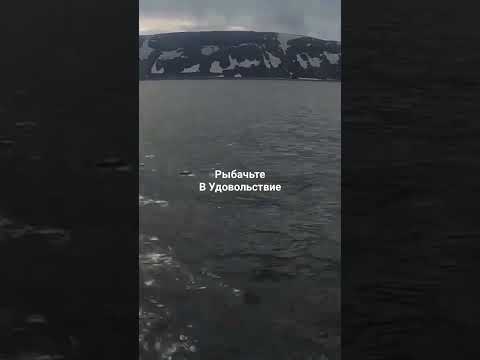 Видео: Остров Кильдин. Kildin Island.