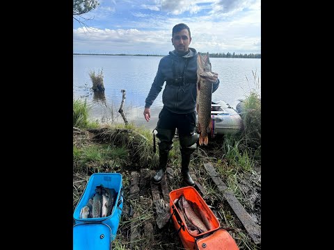 Видео: Первая осенняя рыбалка 2025. Щука и окунь на спиннинг.