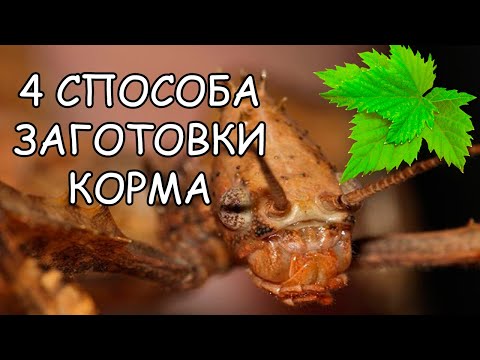 Видео: КАК Я ЗАГОТАВЛИВАЮ КОРМ НА ЗИМУ