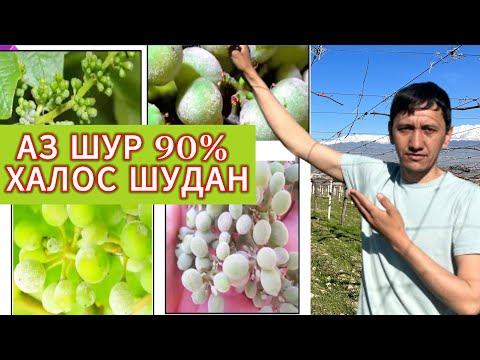 Видео: Парвариши ангур ва тартиби дору чошидан