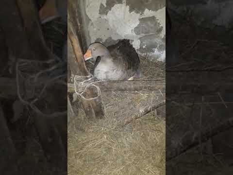 Видео: Қаздың күтімі/құрық қаз/наседка гусочка 2019