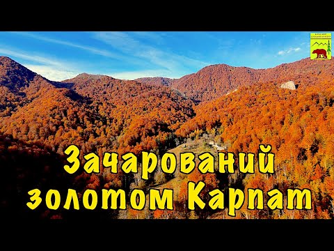 Видео: Карпати. Печера Молочний камінь. Велика Уголька. Подорож осінніми Карпатами. Праліси.
