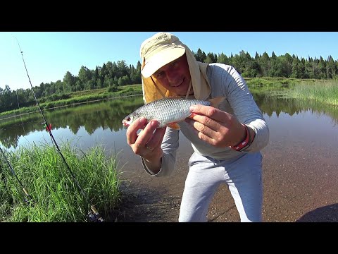 Видео: Ловля Леща и Сороги на донки.Прикормка на Леща.Монтаж на Леща.р.Чепца. Пытаемся поймать рыбу и уток!