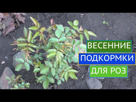 Видео: РОЗЫ: О ЧЕМ НЕЛЬЗЯ ЗАБЫТЬ В МАЕ!
