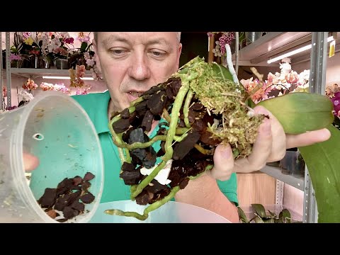 Видео: ДЛЯ ЧЕГО ВСЁ ЭТО СУЁМ В ПЕРЕСАДКУ ОРХИДЕИ / корни орхидей любят горшки по размеру