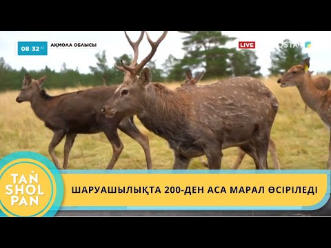 Видео: БИЫЛ БУРАБАЙҒА ЖАРТЫ МЛН ТУРИСТ КЕЛГЕН