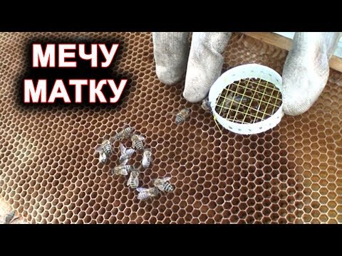 Видео: Мечу матку.