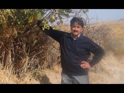 Видео: Хотира