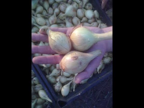 Видео: Подкормка семейного лука и ярового чеснока🧅🧅🧄🧄 Обзор теплиц 🍅🍆🥒🌶🌼🌺