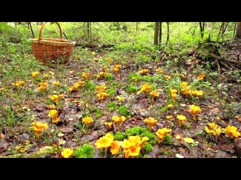 Видео: Грибника поразил нервный ТИК увидев МИЛЛИОН грибов! Гриб на Грибе Обалдел! Новый лес Грибы 2023