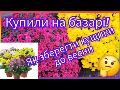 Видео: Купили хризантему🌺🌿куда взорвать, и какие создать условия для зимовки!‼️#flowers #хризантема#garden