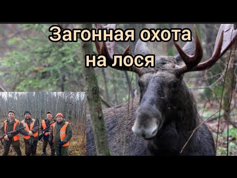 Видео: Загонная охота на лося. Чернотроп.