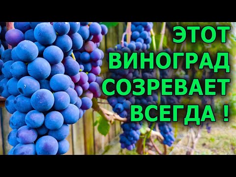 Видео: СУПЕР НАДЕЖНЫЙ СОРТ ВИНОГРАДА! ВСЕГДА ВЫЗРЕВАЕТ И ХОРОШО ЗИМУЕТ В СРЕДНЕЙ ПОЛОСЕ. ВИНОГРАД ЗИЛГА.