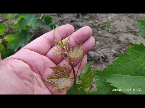 Видео: Прививки винограда толщиной 1 мм.Как привить пасынок в пасынок 