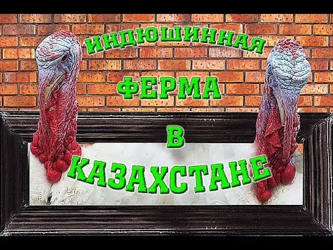 Видео: Индюшиная ферма в Казахстане, больше 700 голов /// Отзыв инкубатор "Балапан"