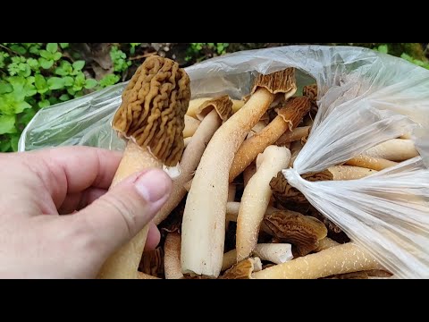 Видео: За грибами. Грибы поперли целыми охапками 5 апреля 2025. Сморчковая шапочка.