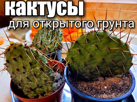 Видео: Зимостойкие кактусы/ Кактусы для открытого грунта/ Оpuntia/Escobaria/ Pediocactus/ #cactus #опунция