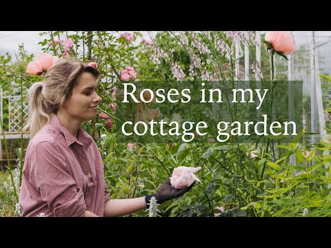 Видео: Розы в нашем 250-летнем коттеджном саду и создание новой клумбы с срезанными цветами