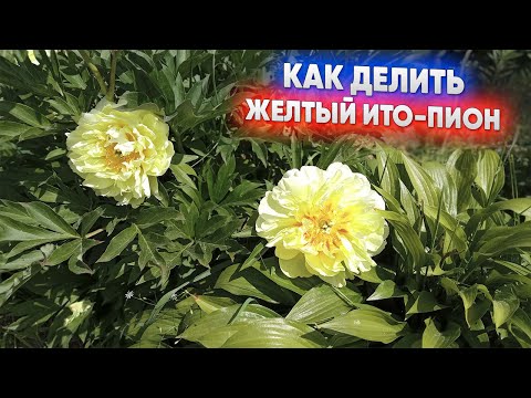 Видео: Как делить желтый ИТО пион