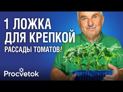 Видео: ВСЕГДА ПОСЫПАЮ ЭТОЙ МУКОЙ ТОМАТЫ ПРИ ПОСЕВЕ: всходят быстро и не болеют!