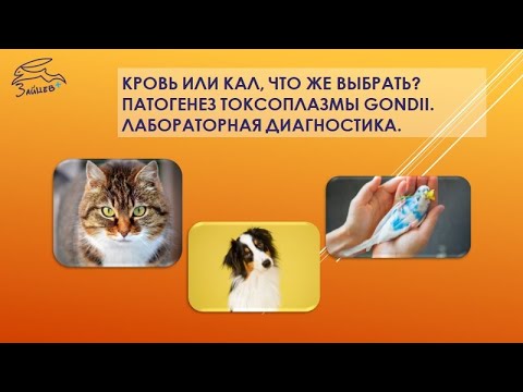 Видео: Токсоплазмоз. Патогенез, особенности лабораторной диагностики, какой материал выбрать для анализа.