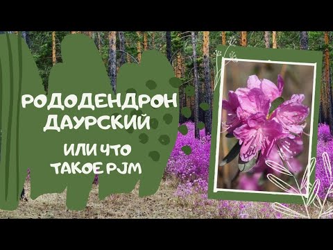 Видео: И снова о рододендронах. Рододендрон даурский и что такое PJM.