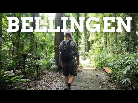 Видео: Беллинген: поход по 20-миллионному тропическому лесу