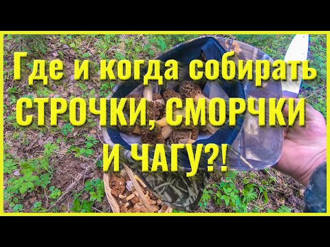 Видео: Где и когда собирать СТРОЧКИ, СМОРЧКИ и ЧАГУ?!