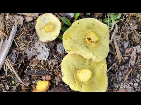 Видео: 22 октября. ГРИБЫ - ЕСТЬ!!!