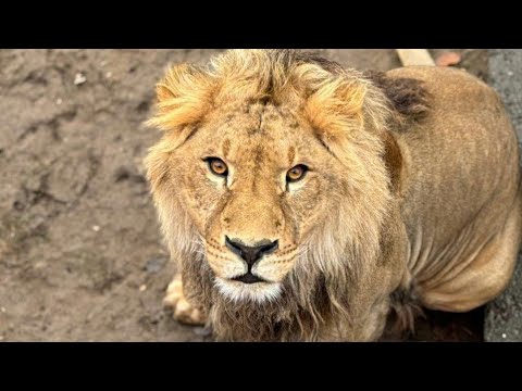 Видео: Шерхан в последнюю неделю октября! Минский зоопарк 