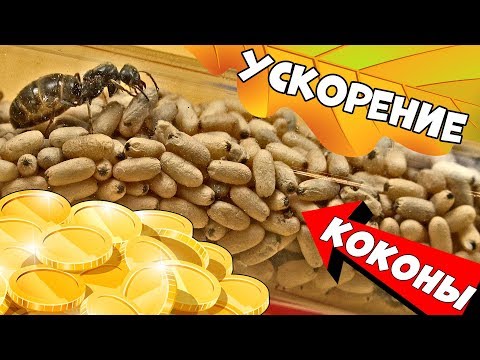 Видео: Как радикально ускорить рост колонии муравьев. Подброс коконов.