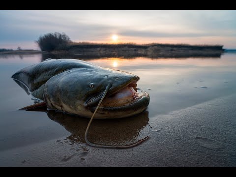 Видео: р. Волхов. Сом на 20кг