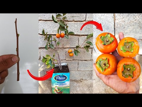 Видео: Как вырастить хурму из черенков (хурму без косточек)_ Как вырастить органическую хурму