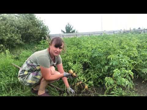 Видео: Первый раз копаю молодой картофель