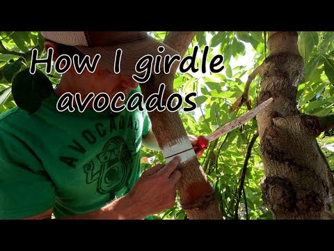 Видео: Как я опоясываю деревья авокадо