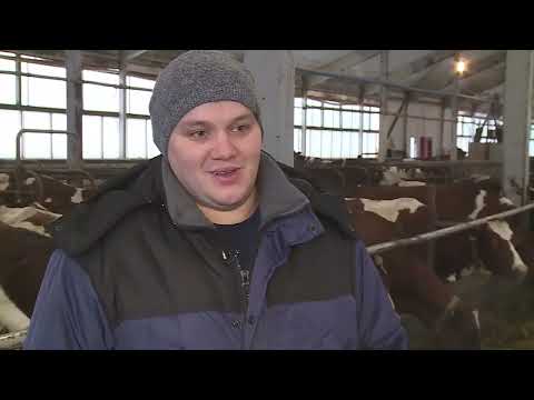 Видео: "Успешное хозяйство 2023": АО "Племсовхоз "Мегрега"