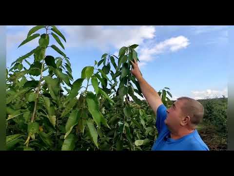 Видео: Огляд розплідника саджанців та пояснення по віку саджанців / Overview of our fruit tree nursery