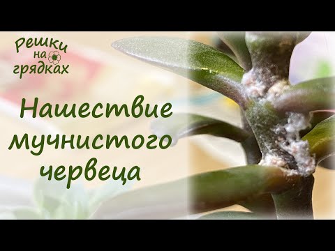 Видео: Мучнистый червец Борьба на моих цветах!