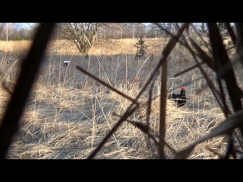 Видео: Тетеревиный ток Начало Подманил тетеревов
